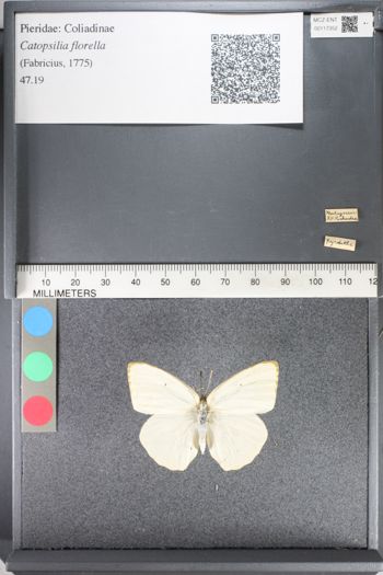 Media type: image;   Entomology 117352